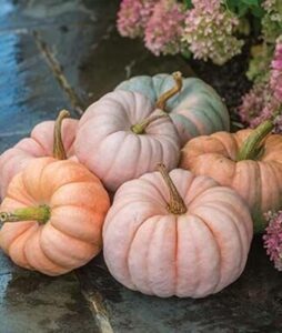 rare pink pumpkin seeds for planting – 10 seeds – porcelain doll pumpkins