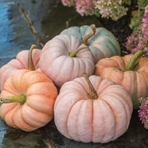 Rare Pink Pumpkin Seeds for Planting - 10 Seeds - Porcelain Doll Pumpkins