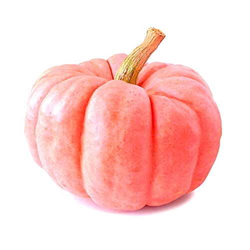 Rare Pink Pumpkin Seeds for Planting - 10 Seeds - Porcelain Doll Pumpkins