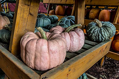 Rare Pink Pumpkin Seeds for Planting - 10 Seeds - Porcelain Doll Pumpkins