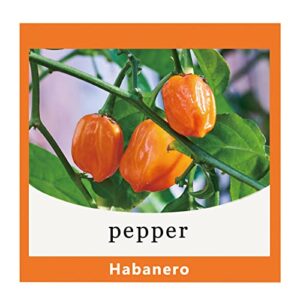 hot pepper seeds for planting – pepper,habanero seeds, red, yellow pepper habanero seeds for planting in garden non gmo, heirloom peppers seeds (pepper,habanero)