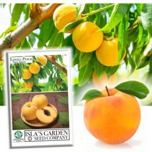 lovell peach tree seeds for planting, (prunus persica), 2 heirloom seeds per packet, (isla’s garden seeds), non gmo seeds, great home garden gift