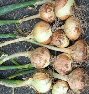 walla walla sweet onion (allium cepa) 250mg seeds for planting, vegetable garden, delicious for fresh slices on sandwiches, sweet onion with a short storage period, open pollinated, heirloom, non gmo
