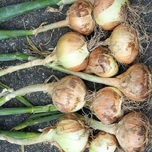 Walla Walla Sweet Onion (Allium cepa) 250mg Seeds for Planting, Vegetable Garden, Delicious for Fresh Slices on Sandwiches, Sweet Onion with a Short Storage Period, Open Pollinated, Heirloom, Non GMO