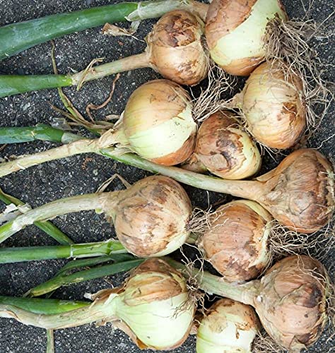 Walla Walla Sweet Onion (Allium cepa) 250mg Seeds for Planting, Vegetable Garden, Delicious for Fresh Slices on Sandwiches, Sweet Onion with a Short Storage Period, Open Pollinated, Heirloom, Non GMO