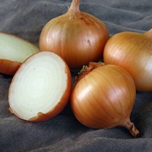 Walla Walla Sweet Onion (Allium cepa) 250mg Seeds for Planting, Vegetable Garden, Delicious for Fresh Slices on Sandwiches, Sweet Onion with a Short Storage Period, Open Pollinated, Heirloom, Non GMO