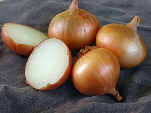 Walla Walla Sweet Onion (Allium cepa) 250mg Seeds for Planting, Vegetable Garden, Delicious for Fresh Slices on Sandwiches, Sweet Onion with a Short Storage Period, Open Pollinated, Heirloom, Non GMO