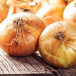 Walla Walla Sweet Onion (Allium cepa) 250mg Seeds for Planting, Vegetable Garden, Delicious for Fresh Slices on Sandwiches, Sweet Onion with a Short Storage Period, Open Pollinated, Heirloom, Non GMO