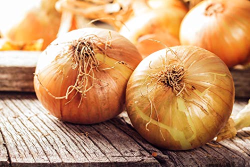 Walla Walla Sweet Onion (Allium cepa) 250mg Seeds for Planting, Vegetable Garden, Delicious for Fresh Slices on Sandwiches, Sweet Onion with a Short Storage Period, Open Pollinated, Heirloom, Non GMO