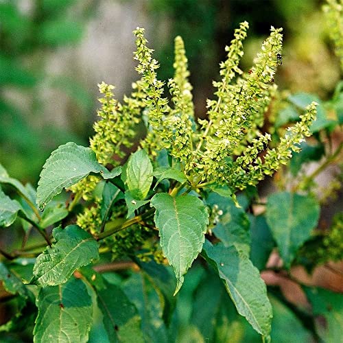 Ocimum Gratissimum Ocimo West African Wild Clove Basil Alfavaca, 20 Premium Heirloom Seeds, Edible, Perennial, Easy to Grow -QAUZUY GARDEN