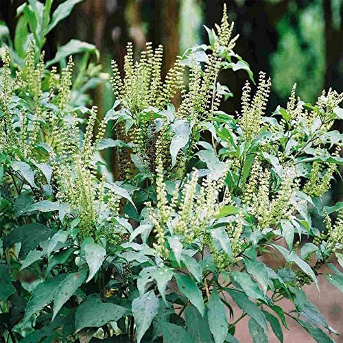 Ocimum Gratissimum Ocimo West African Wild Clove Basil Alfavaca, 20 Premium Heirloom Seeds, Edible, Perennial, Easy to Grow -QAUZUY GARDEN