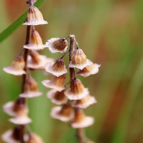 Ocimum Gratissimum Ocimo West African Wild Clove Basil Alfavaca, 20 Premium Heirloom Seeds, Edible, Perennial, Easy to Grow -QAUZUY GARDEN