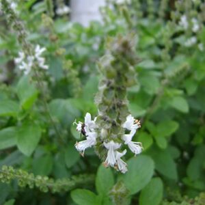 Ocimum Gratissimum Ocimo West African Wild Clove Basil Alfavaca, 20 Premium Heirloom Seeds, Edible, Perennial, Easy to Grow -QAUZUY GARDEN