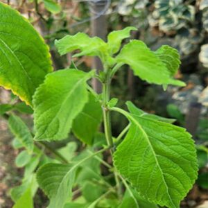 Ocimum Gratissimum Ocimo West African Wild Clove Basil Alfavaca, 20 Premium Heirloom Seeds, Edible, Perennial, Easy to Grow -QAUZUY GARDEN