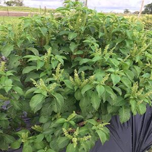 Ocimum Gratissimum Ocimo West African Wild Clove Basil Alfavaca, 20 Premium Heirloom Seeds, Edible, Perennial, Easy to Grow -QAUZUY GARDEN