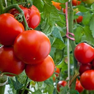 Homestead Heirloom Tomato Seeds, 250+ Seeds Per Packet, (Isla's Garden Seeds), Non GMO Seeds, Botanical Name: Solanum lycopersicum