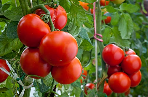 Homestead Heirloom Tomato Seeds, 250+ Seeds Per Packet, (Isla's Garden Seeds), Non GMO Seeds, Botanical Name: Solanum lycopersicum