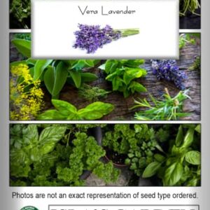 English "Vera" Lavender Seeds for Planting, 1000+ Seeds Per Packet, (Isla's Garden Seeds), Non GMO & Heirloom Seeds, Botanical Name: Lavandula angustifolia, Great Herb Garden Gift