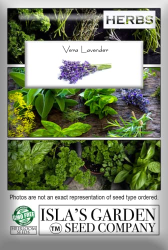 English "Vera" Lavender Seeds for Planting, 1000+ Seeds Per Packet, (Isla's Garden Seeds), Non GMO & Heirloom Seeds, Botanical Name: Lavandula angustifolia, Great Herb Garden Gift