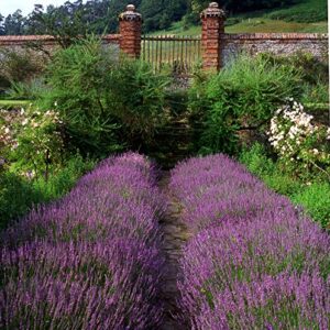 English "Vera" Lavender Seeds for Planting, 1000+ Seeds Per Packet, (Isla's Garden Seeds), Non GMO & Heirloom Seeds, Botanical Name: Lavandula angustifolia, Great Herb Garden Gift