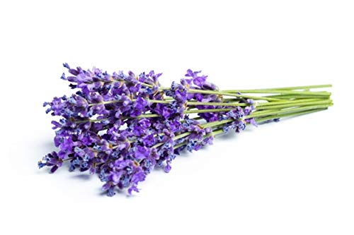 English "Vera" Lavender Seeds for Planting, 1000+ Seeds Per Packet, (Isla's Garden Seeds), Non GMO & Heirloom Seeds, Botanical Name: Lavandula angustifolia, Great Herb Garden Gift