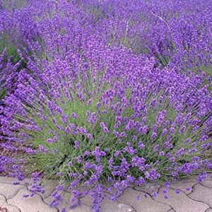 English "Vera" Lavender Seeds for Planting, 1000+ Seeds Per Packet, (Isla's Garden Seeds), Non GMO & Heirloom Seeds, Botanical Name: Lavandula angustifolia, Great Herb Garden Gift