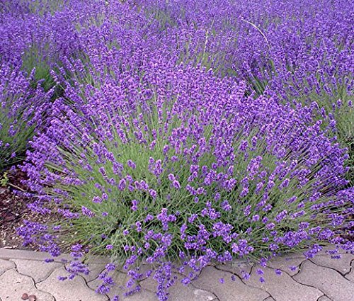English "Vera" Lavender Seeds for Planting, 1000+ Seeds Per Packet, (Isla's Garden Seeds), Non GMO & Heirloom Seeds, Botanical Name: Lavandula angustifolia, Great Herb Garden Gift