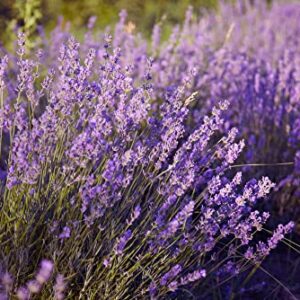 English "Vera" Lavender Seeds for Planting, 1000+ Seeds Per Packet, (Isla's Garden Seeds), Non GMO & Heirloom Seeds, Botanical Name: Lavandula angustifolia, Great Herb Garden Gift