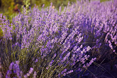 English "Vera" Lavender Seeds for Planting, 1000+ Seeds Per Packet, (Isla's Garden Seeds), Non GMO & Heirloom Seeds, Botanical Name: Lavandula angustifolia, Great Herb Garden Gift