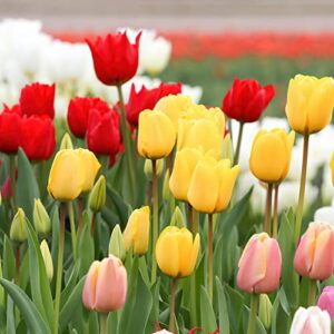 300pcs mix color tulip seeds fresh non-gmo flower seeds for planting home garden decor