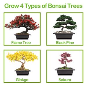 Bonsai Tree Kit, 4 Bonsai Tree Seeds with Complete Growing Kit & Wooden Planter Box, Indoor Bonsai Tree Starter Kit, Great Potted Plants Growing DIY Gift for Adults