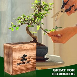 Bonsai Tree Kit, 4 Bonsai Tree Seeds with Complete Growing Kit & Wooden Planter Box, Indoor Bonsai Tree Starter Kit, Great Potted Plants Growing DIY Gift for Adults