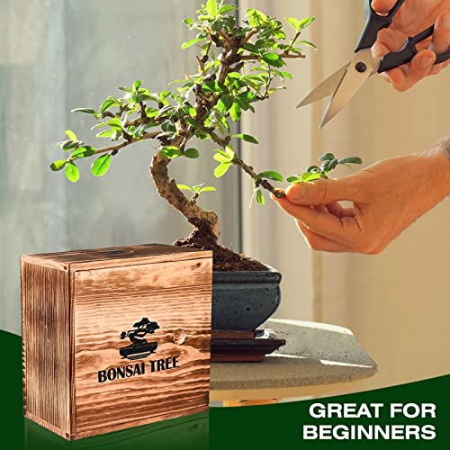 Bonsai Tree Kit, 4 Bonsai Tree Seeds with Complete Growing Kit & Wooden Planter Box, Indoor Bonsai Tree Starter Kit, Great Potted Plants Growing DIY Gift for Adults