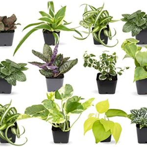 Easy to Grow Houseplants (12 Pack) Live House Plants in Plant Containers, Growers Choice Plant Set in Planters with Potting Soil Mix, Home Décor Planting Kit or Outdoor Garden Gifts by Plants for Pets