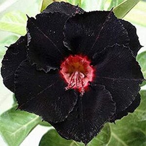 8 black and red desert rose seeds adenium obesum exotic tropical flower seed flowers bloom perennial, potted plant & bonsai, easy to grow -qauzuy garden