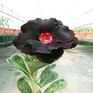 8 Black and Red Desert Rose Seeds Adenium Obesum Exotic Tropical Flower Seed Flowers Bloom Perennial, Potted Plant & Bonsai, Easy to Grow -QAUZUY GARDEN
