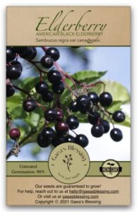 gaea’s blessing seeds – elderberry seeds – american black elderberry heirloom – non-gmo seeds with easy to follow planting instructions – 90% germination rate