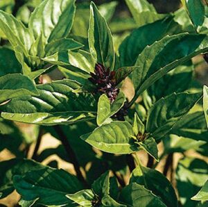 david’s garden seeds herb basil asian cinnamon 8475 (violet) 200 non-gmo, heirloom seeds