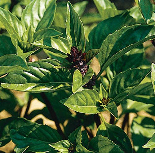 David's Garden Seeds Herb Basil Asian Cinnamon 8475 (Violet) 200 Non-GMO, Heirloom Seeds