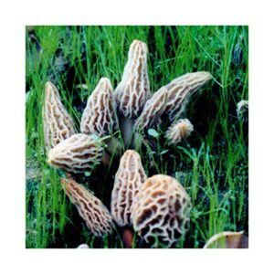 Backyard Morel Mushroom Growing Kit - Morel Habitat Kit ®