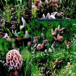 Backyard Morel Mushroom Growing Kit - Morel Habitat Kit ®