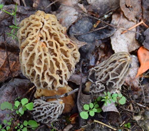 Backyard Morel Mushroom Growing Kit - Morel Habitat Kit ®