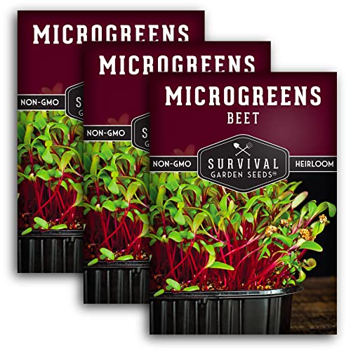 Survival Garden Seeds Beet Microgreens for Sprouting and Growing - 3 Packs - Sprout Green Leafy Micro Vegetable Plants Indoors - Grow A Mini Windowsill Garden - Non-GMO Heirloom Variety