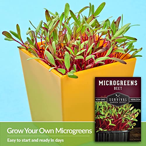 Survival Garden Seeds Beet Microgreens for Sprouting and Growing - 3 Packs - Sprout Green Leafy Micro Vegetable Plants Indoors - Grow A Mini Windowsill Garden - Non-GMO Heirloom Variety