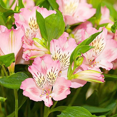 Pink Alstroemeria Seeds Peruvian Lily Perennial Attracts Butterflies Cut Flowers Deer Resistant Cutting Garden Borders Containers Outdoor 10Pcs Flower Seeds by YEGAOL Garden