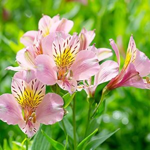 Pink Alstroemeria Seeds Peruvian Lily Perennial Attracts Butterflies Cut Flowers Deer Resistant Cutting Garden Borders Containers Outdoor 10Pcs Flower Seeds by YEGAOL Garden