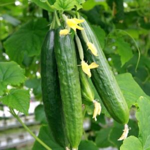 tomorrowseeds – persian cucumber seeds – 30+ count packet – lebanese middle eastern cucumbers beit alpha f1 hybrid burpless kirby garden