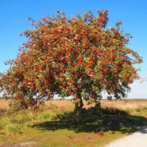 CHUXAY GARDEN Sorbus Aucuparia-Rowan,European Mountain Ash 50 Seeds Dwarf Shrub Tree Seeds