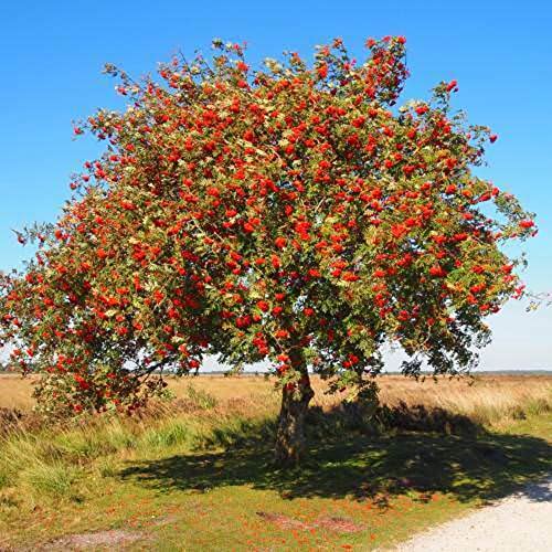 CHUXAY GARDEN Sorbus Aucuparia-Rowan,European Mountain Ash 50 Seeds Dwarf Shrub Tree Seeds