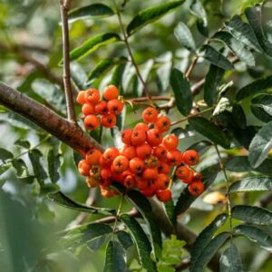 CHUXAY GARDEN Sorbus Aucuparia-Rowan,European Mountain Ash 50 Seeds Dwarf Shrub Tree Seeds